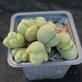 Gibbaeum heathii