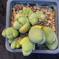 Gibbaeum heathii