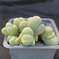 Gibbaeum heathii