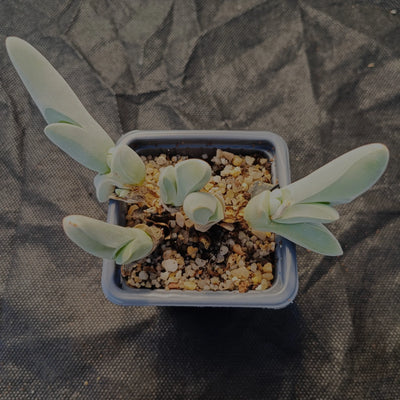 Gibbaeum pubencens ssp.Pubencens