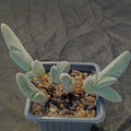 Gibbaeum pubencens ssp.Pubencens