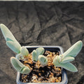 Gibbaeum pubencens ssp.Pubencens