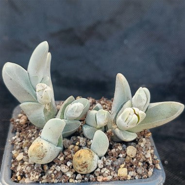 Gibbaeum pubencens ssp.Pubencens