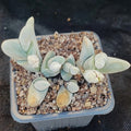 Gibbaeum pubencens ssp.Pubencens