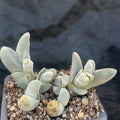 Gibbaeum pubencens ssp.Pubencens