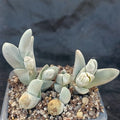 Gibbaeum pubencens ssp.Pubencens