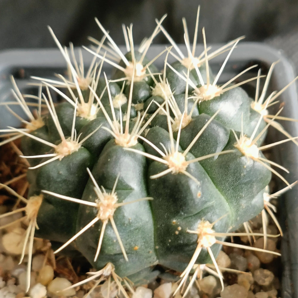 Gymnocalycium andreae