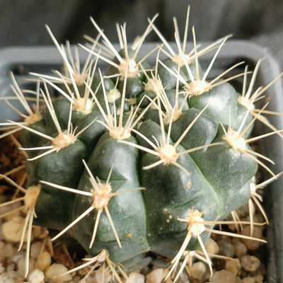 Gymnocalycium andreae