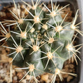 Gymnocalycium andreae
