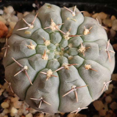 Gymnocalycium bodenbenderianum ssp obductum