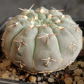 Gymnocalycium bodenbenderianum ssp obductum