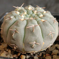 Gymnocalycium bodenbenderianum ssp obductum