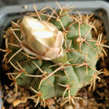 Gymnocalycium gibbosum  var chubetense