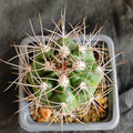 Gymnocalycium mostii subsp. valnicekianum