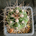 Gymnocalycium mostii subsp. valnicekianum