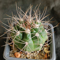 Gymnocalycium mostii subsp. valnicekianum