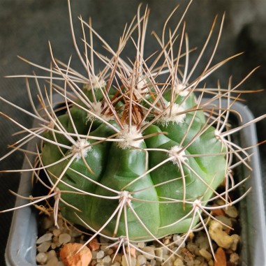 Gymnocalycium mostii subsp. valnicekianum