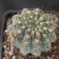 Gymnocalycium quehlianum var stellatum