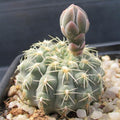 Gymnocalycium quehlianum var stellatum