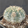 Gymnocalycium quehlianum var stellatum