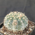Gymnocalycium quehlianum var stellatum