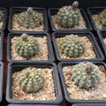 Gymnocalycium quehlianum var stellatum