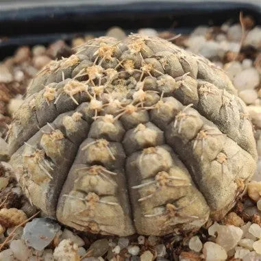 Gymnocalycium ragonesei