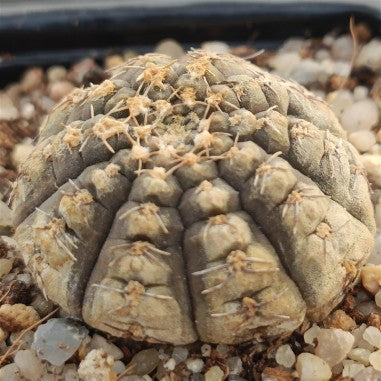 Gymnocalycium ragonesei