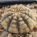 Gymnocalycium ragonesei