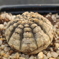 Gymnocalycium ragonesei