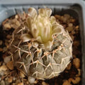 Gymnocalycium stellatum v paucispinum