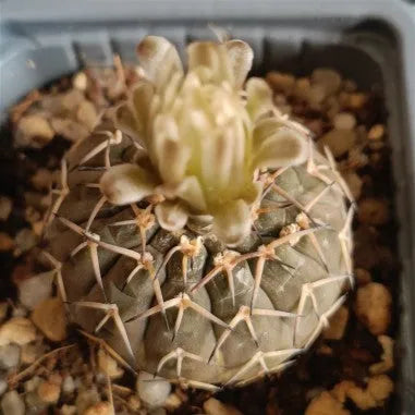 Gymnocalycium stellatum v paucispinum