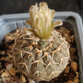Gymnocalycium stellatum v paucispinum