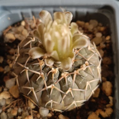 Gymnocalycium stellatum v paucispinum