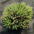 Haworthia cooperi