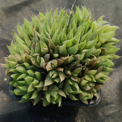 Haworthia cooperi