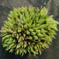 Haworthia cooperi