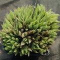 Haworthia cooperi