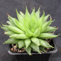Haworthia cooperi