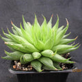 Haworthia cooperi