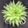 Haworthia cooperi