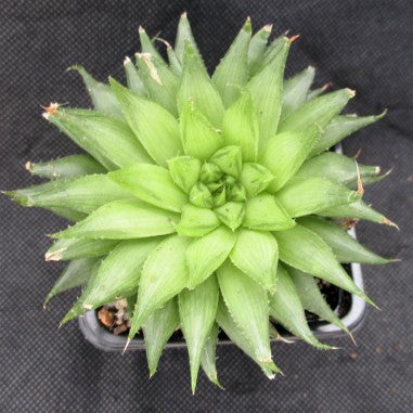 Haworthia cooperi