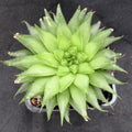 Haworthia cooperi