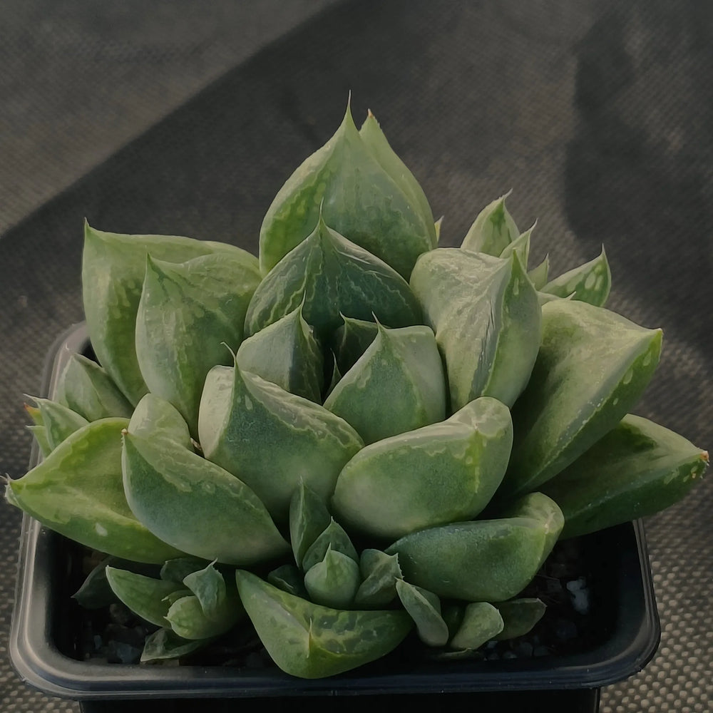 Haworthia Cymbiformis