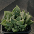 Haworthia Cymbiformis