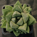 Haworthia Cymbiformis