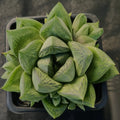 Haworthia Cymbiformis