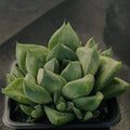Haworthia Cymbiformis