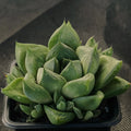 Haworthia Cymbiformis