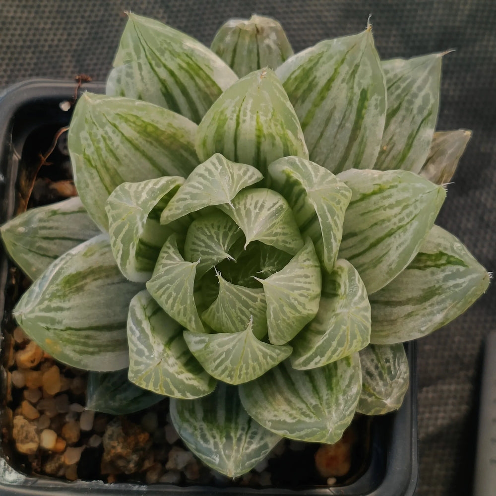 Haworthia cymbiformis cv marble
